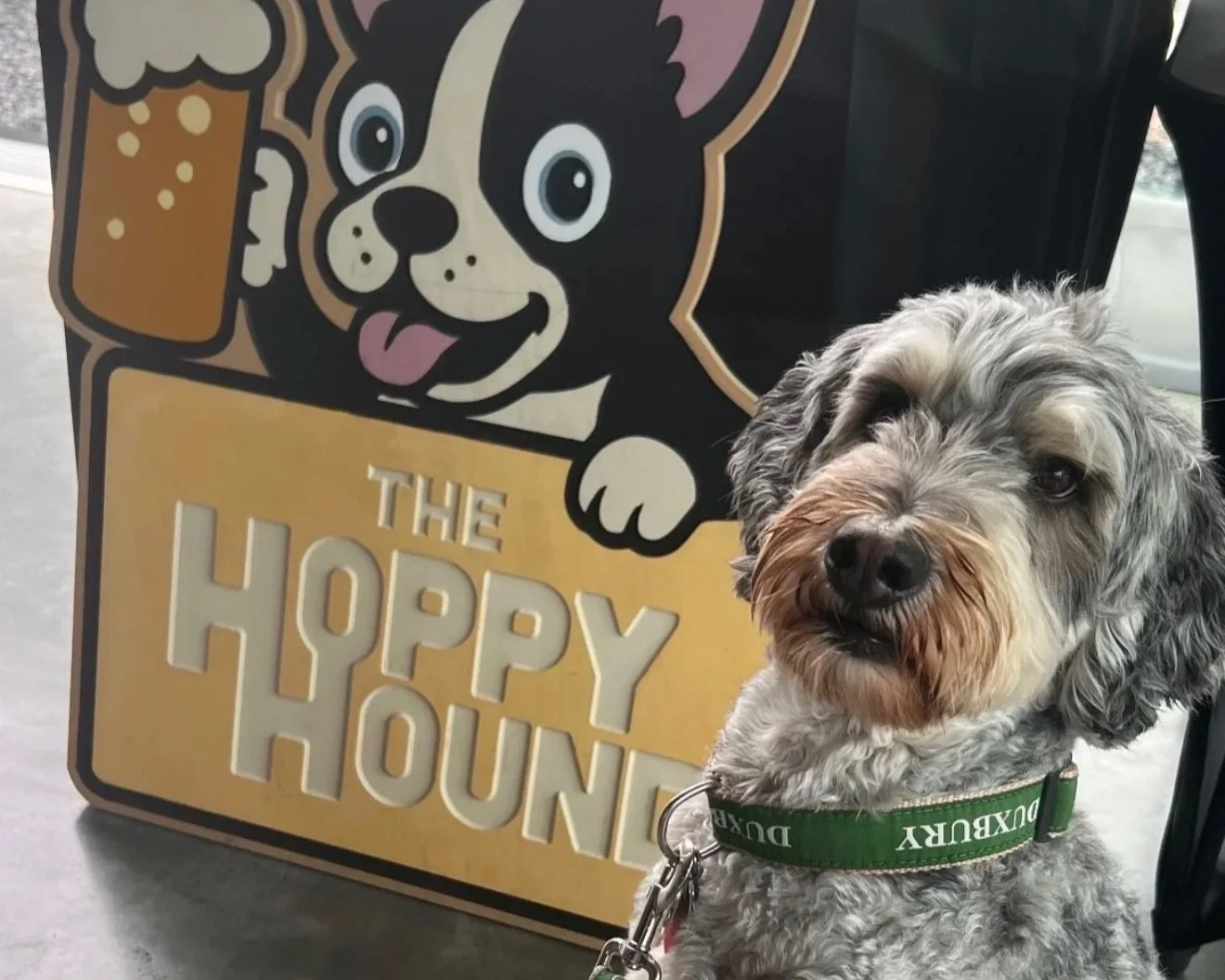 Plymouth | Yappy Hour with The Hoppy Hound