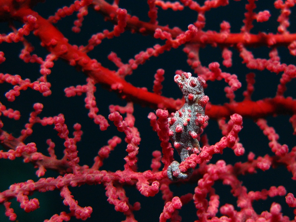 A pygmy seahorse on a coral in Indonesia.
