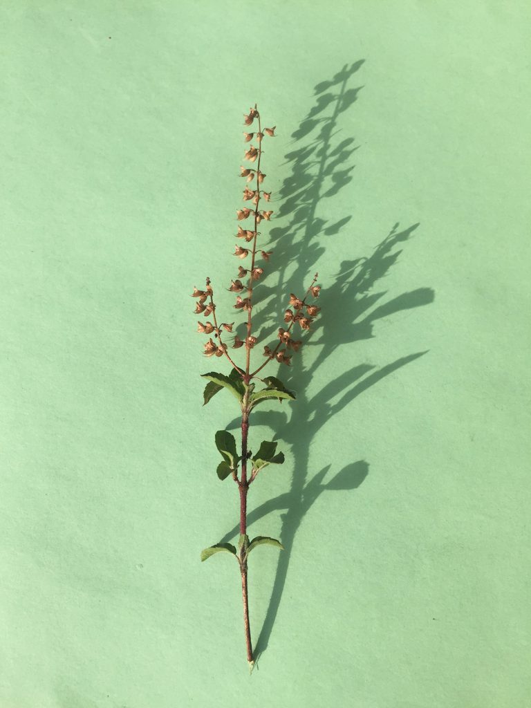 Tulsi: The most powerful adaptogen known to man 