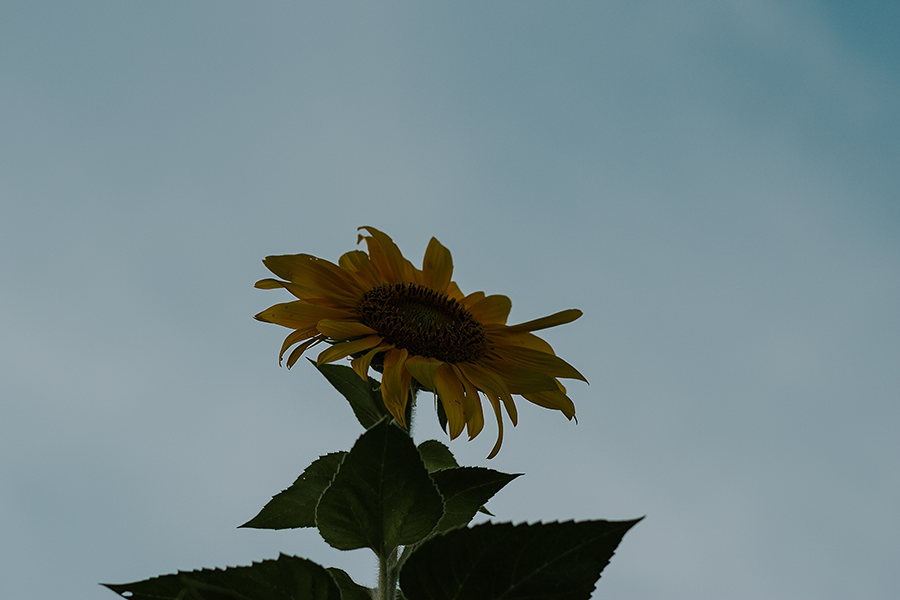 IMG_7854.png