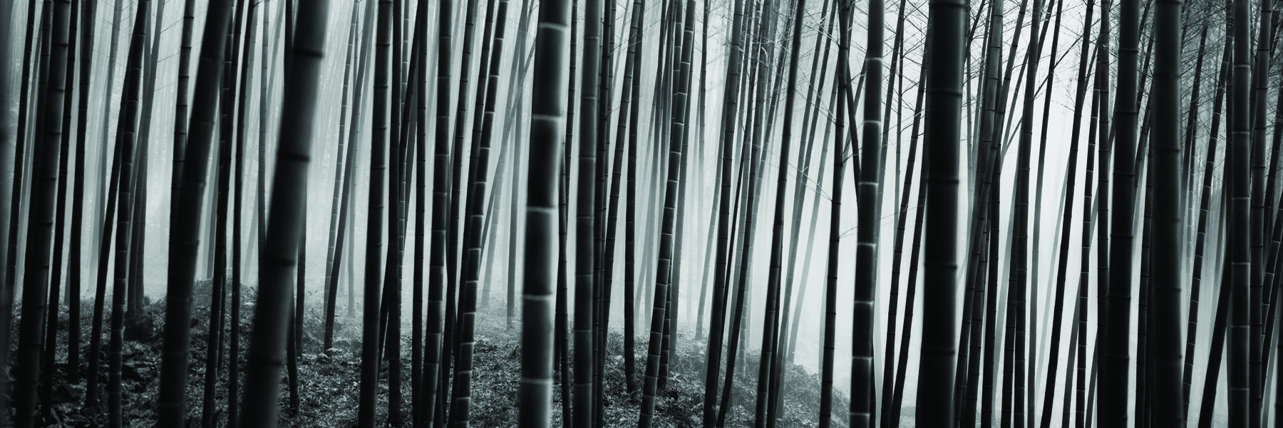 BAMBOO FOREST.jpg