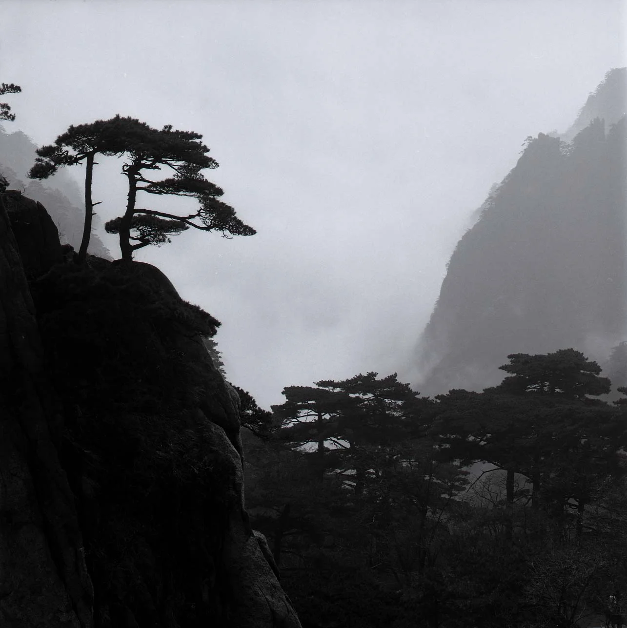 Huangshan pine tree lo .jpg