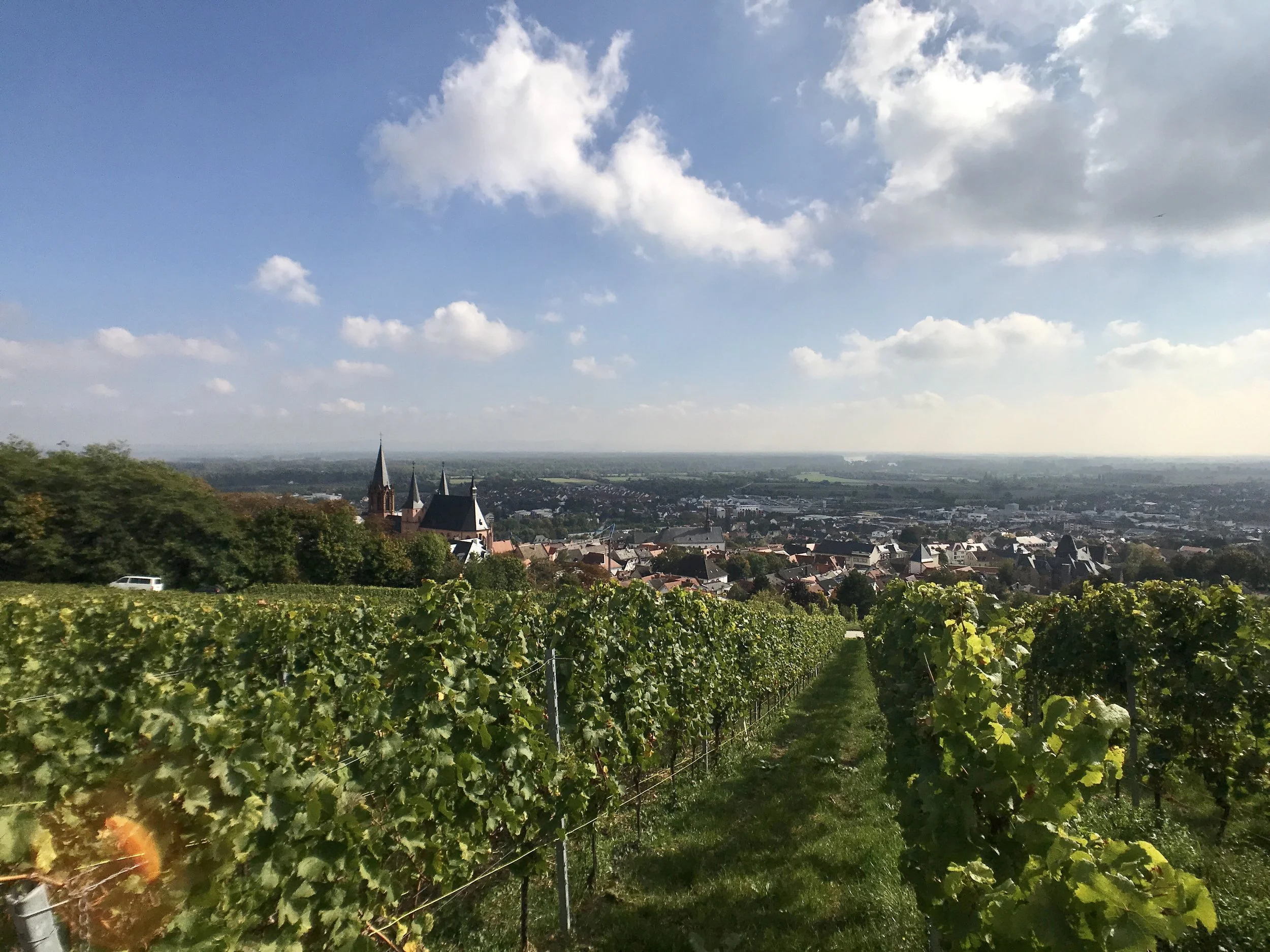 Klosterkirche und Weinberge
