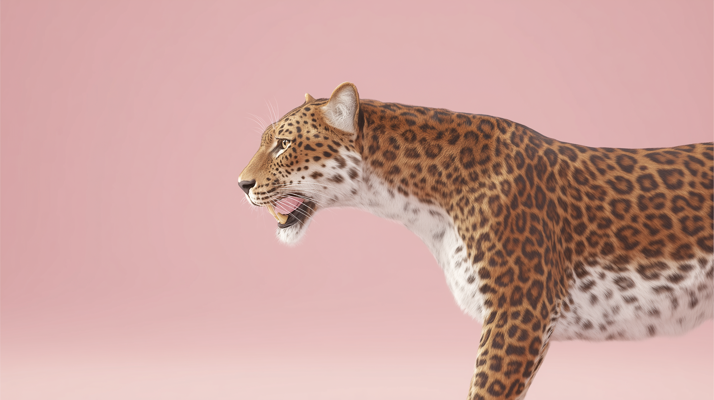 h3p_leopard_side_profile_fierce_pink_background_--chaos_35_--_126fe5ea-c9ed-4ddb-b173-6552ea29dc75_0.png