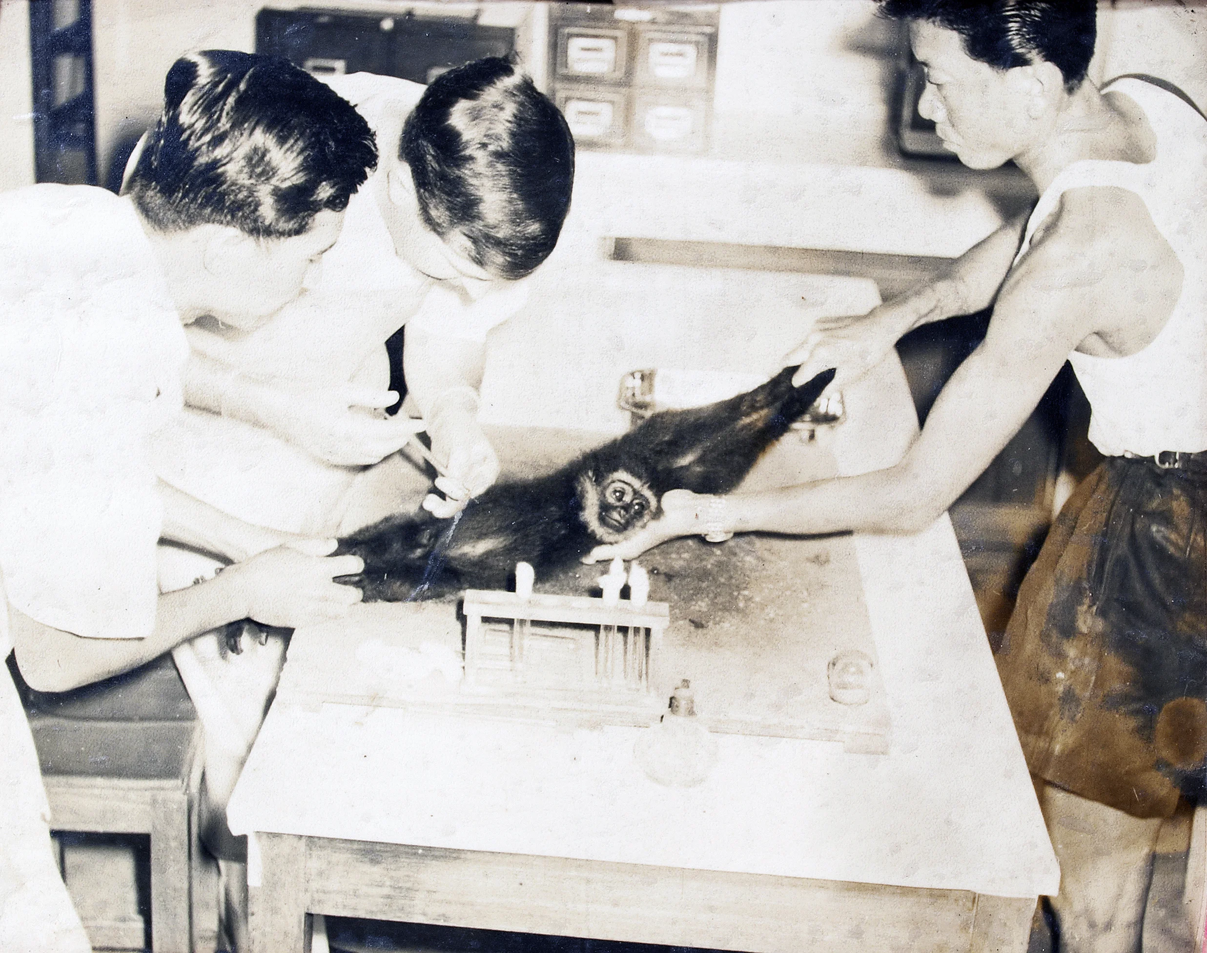 Inmate workers helping Dr Waters to inject test drug to the monkey. (photo courtesy of Sungai Buloh Settlement Council)