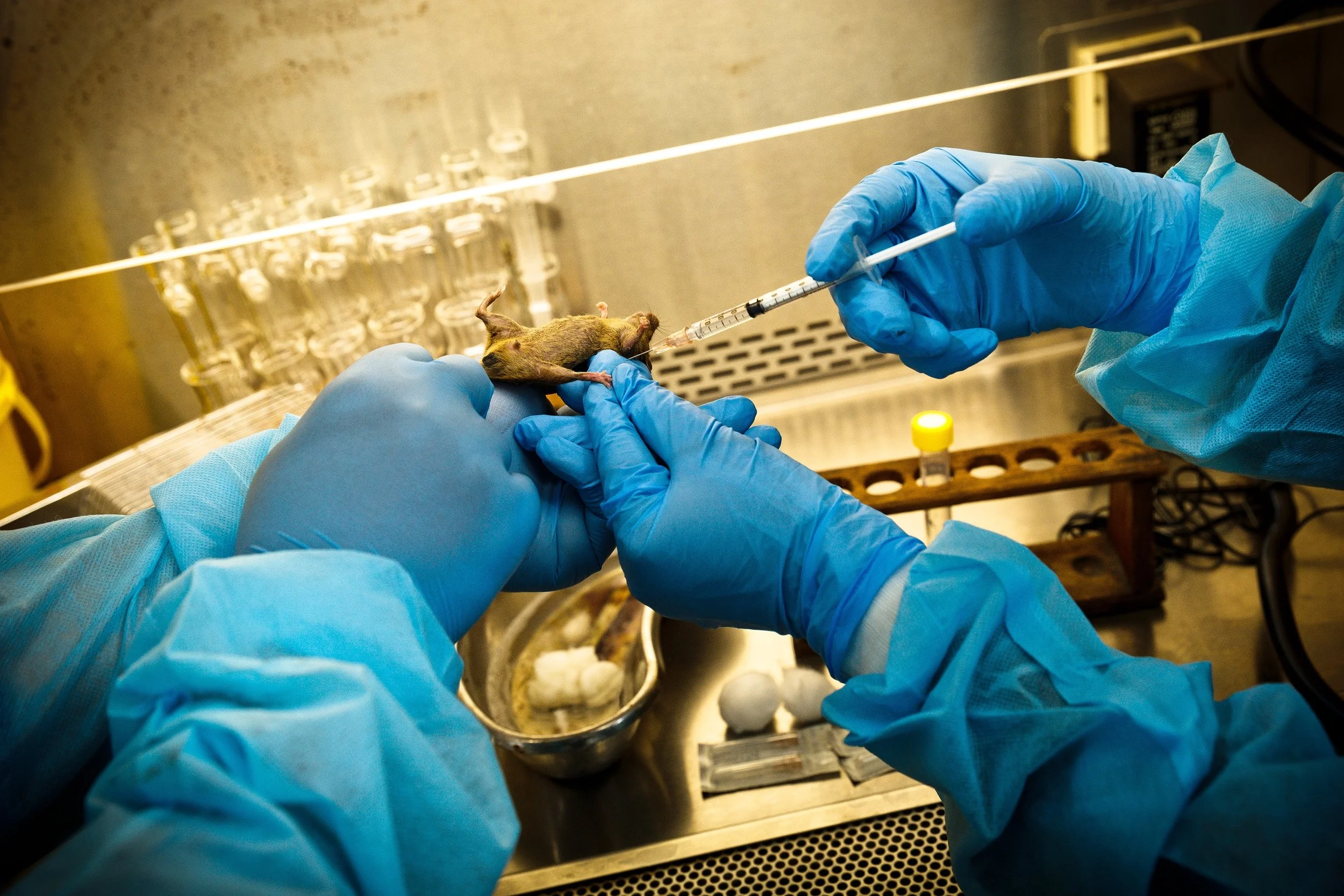 Injecting test drug onto the mouse foot pad. (photo by Mango Loke )
