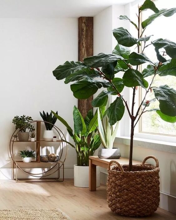 Eve Canlılık Katacak Bitki Dekorasyon Önerileri Eve Canlılık Katacak Bitki Dekorasyon Önerileri