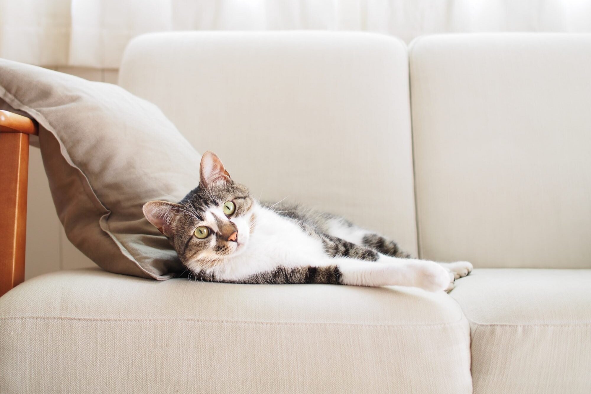 Kediler İçin Evde Yapılabilecek Oyuncak Önerileri | Kendin Yap Kedi  Oyuncakları — Dekorasyon Önerileri & Trendler, Kendin Yap Fikirleri |  Armut.com Blog