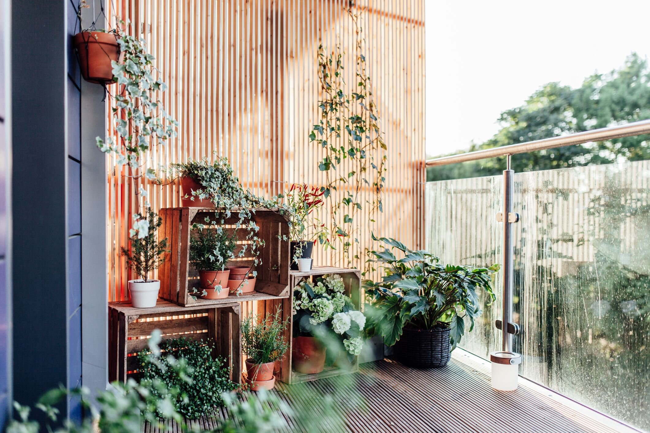Balcony gardening. Сад на балконе. Озеленение балкона. Озеленение балконов и лоджий. Растения на лоджии.