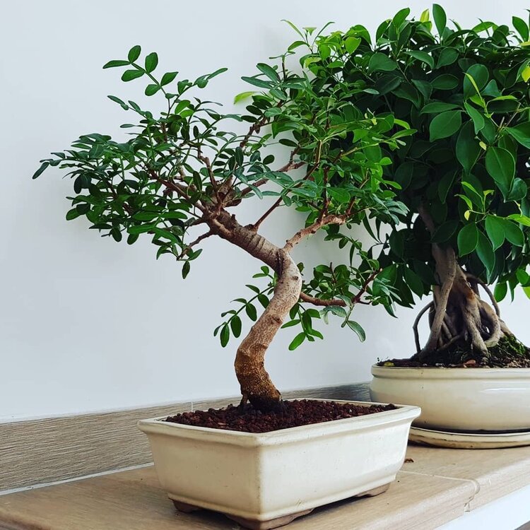 çiçek-bakımı-bonsai-bitkisi