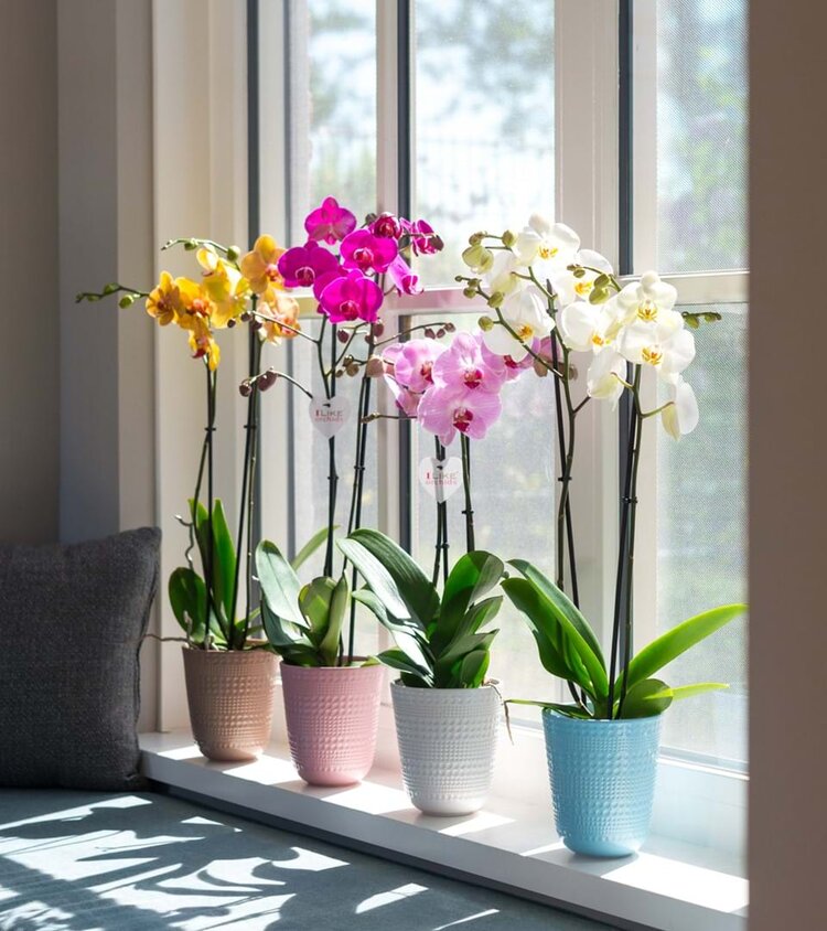 çiçek-bakımı-orkide