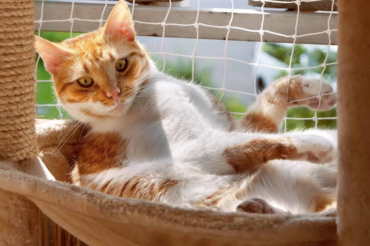Kedi Filesi Nedir? Nasıl Takılır?