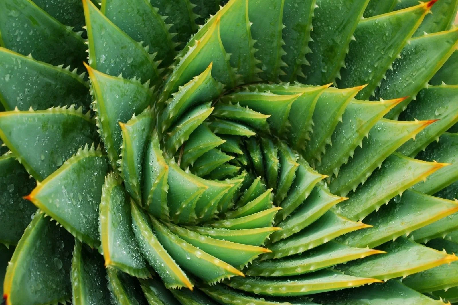 Aloe Vera Bitkisinin Bakımı Nasıl Yapılır