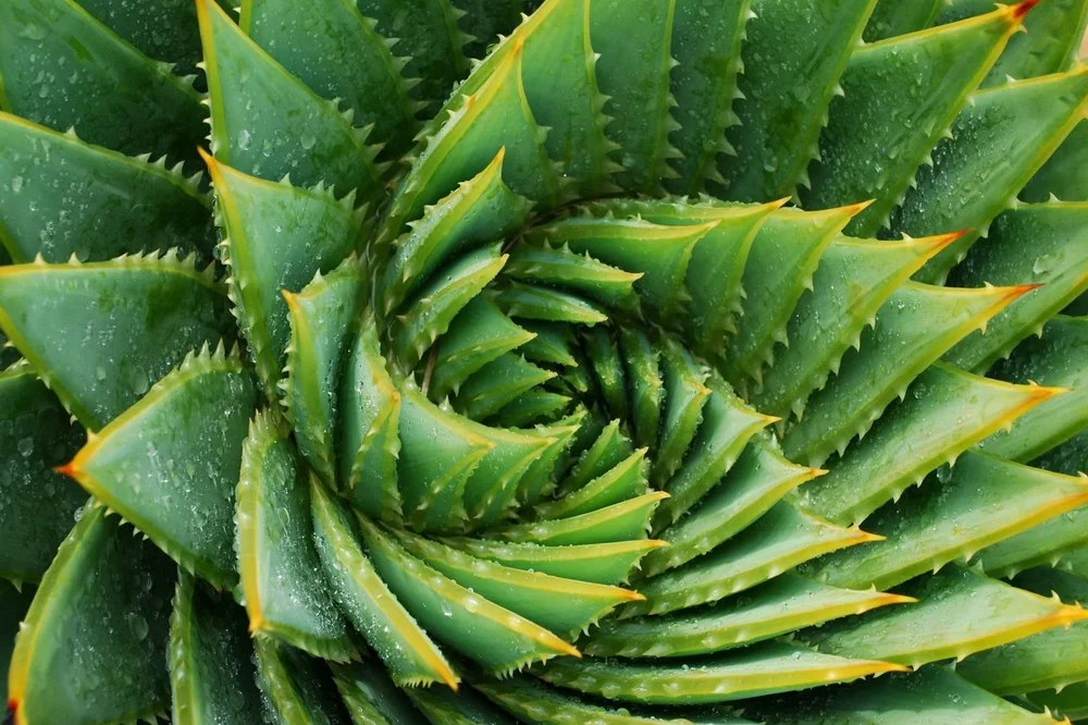 anthurium katzen Tipps zur Pflege deiner Pflanze : Anthurium clarinervium – PflanzenFuerAlle