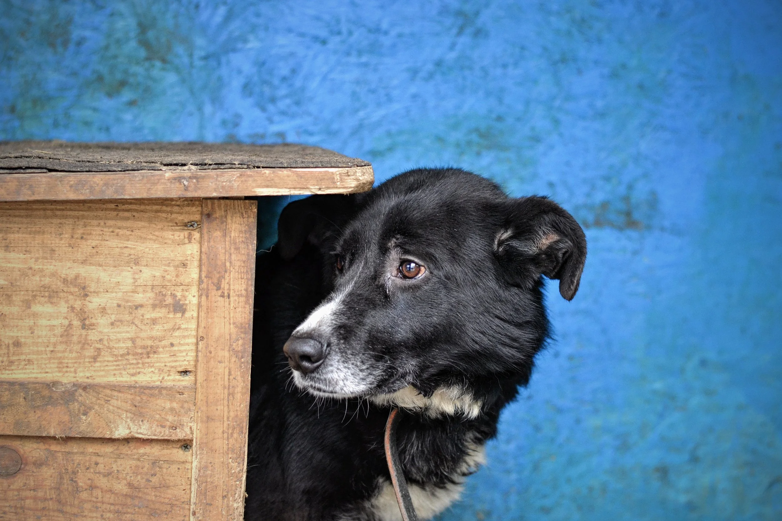 6 Adımda Tahta Paletten Köpek Kulübesi Yapımı