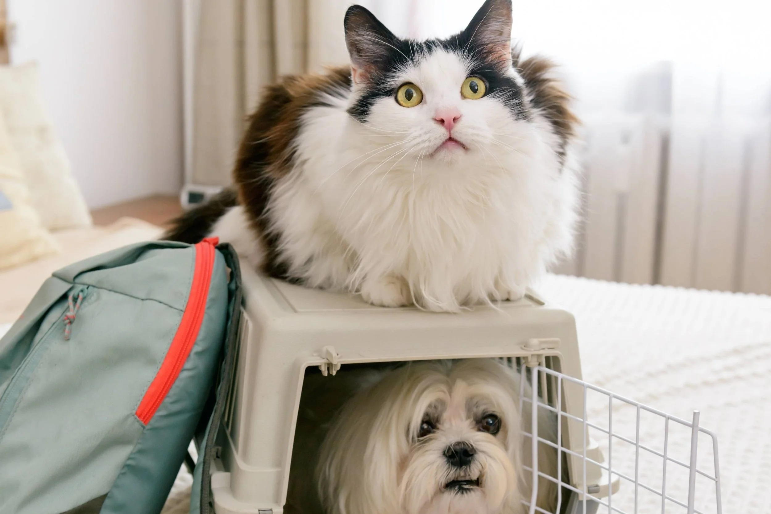 Kedi/ Köpek Sahiplenmeden Önce Kendine Sorman Gereken 9 Soru