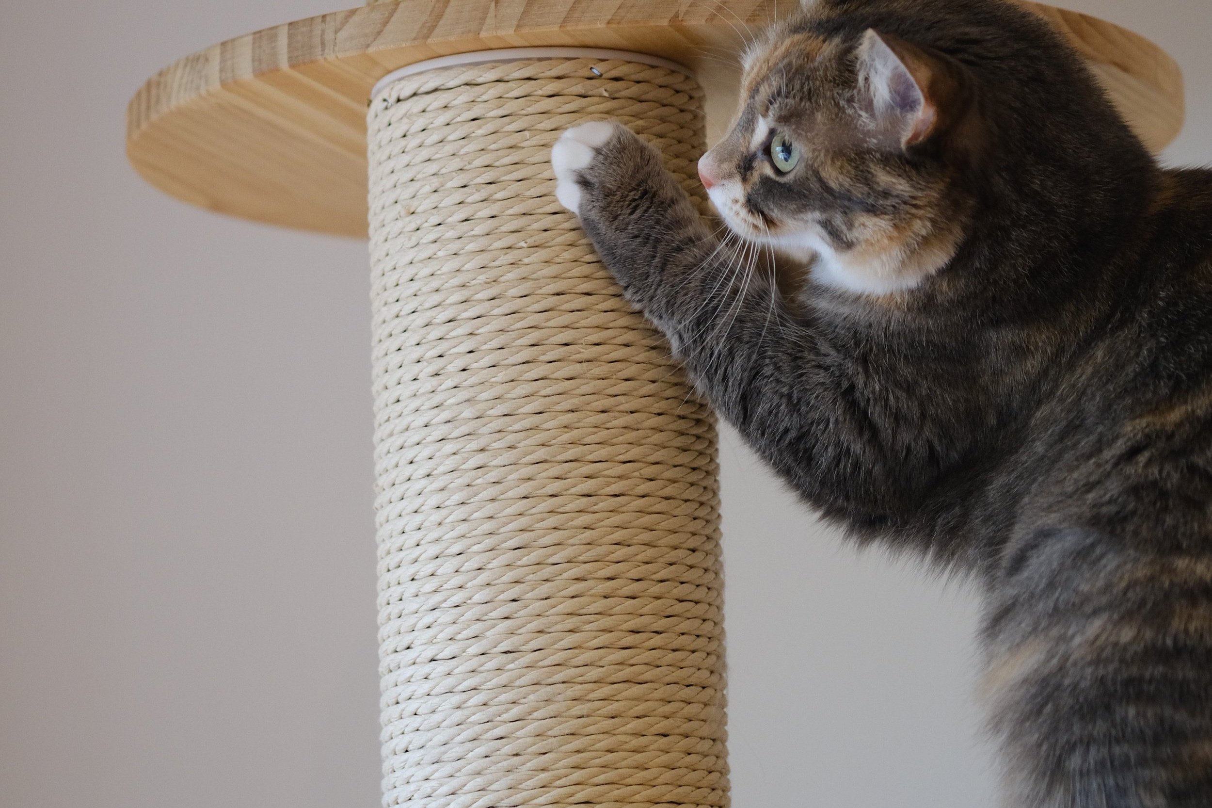 Evde Kedi Tırmalama Tahtası Nasıl Yapılır?