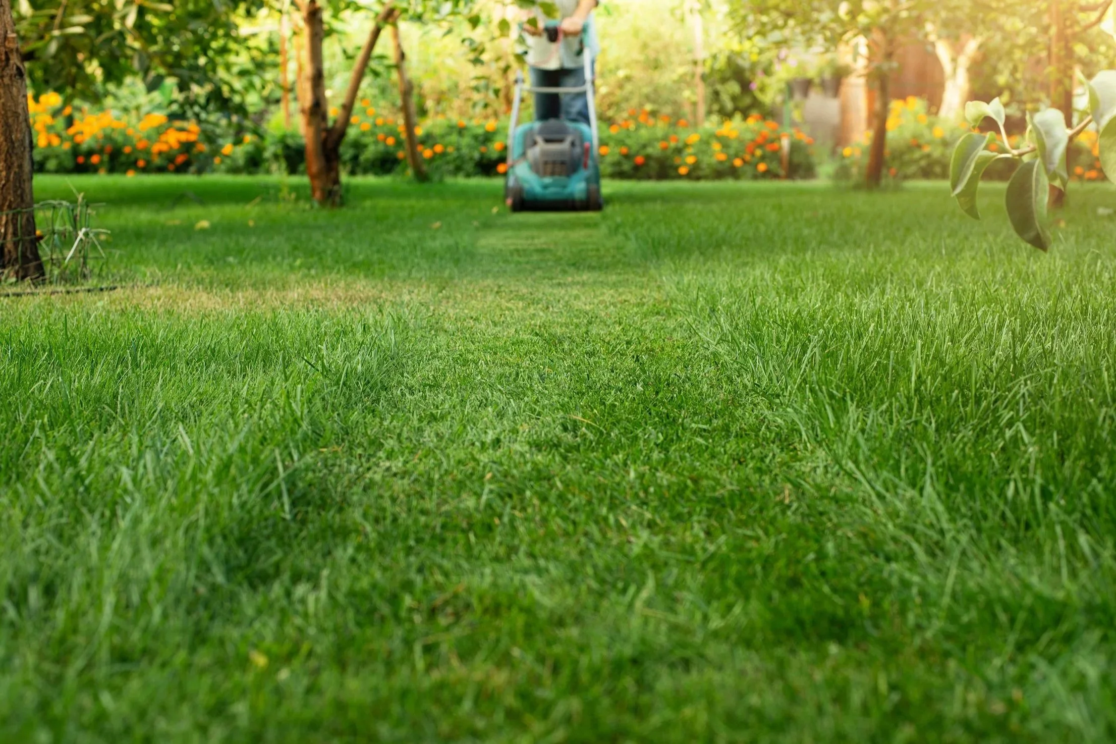 Çim Biçme Ne Zaman ve Nasıl Yapılmalı? 