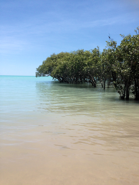 Mangroves revealed at Town Beach
