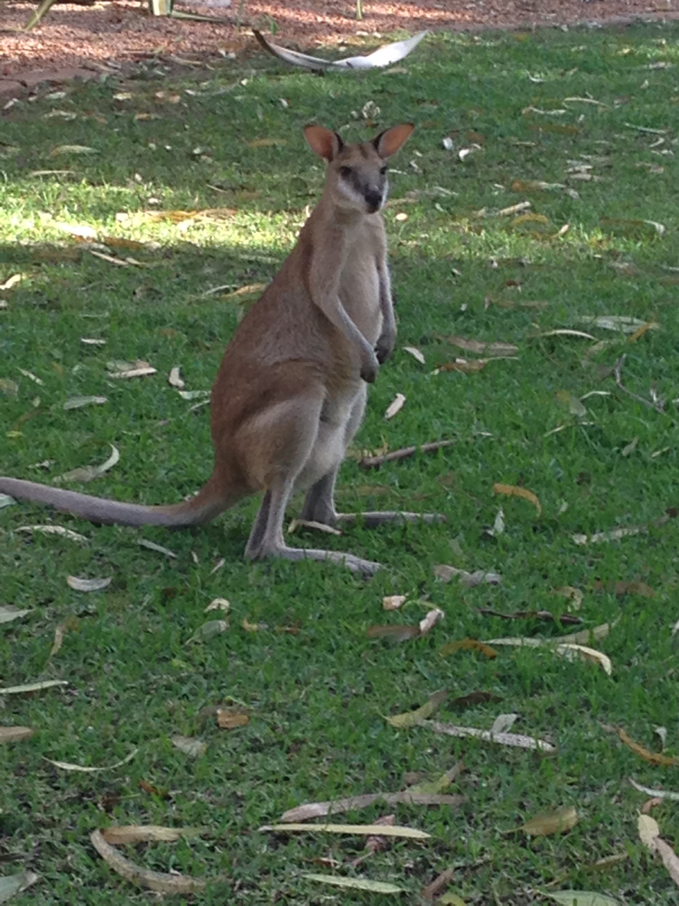 A shy wallaby at the Cable Beach Club Resort