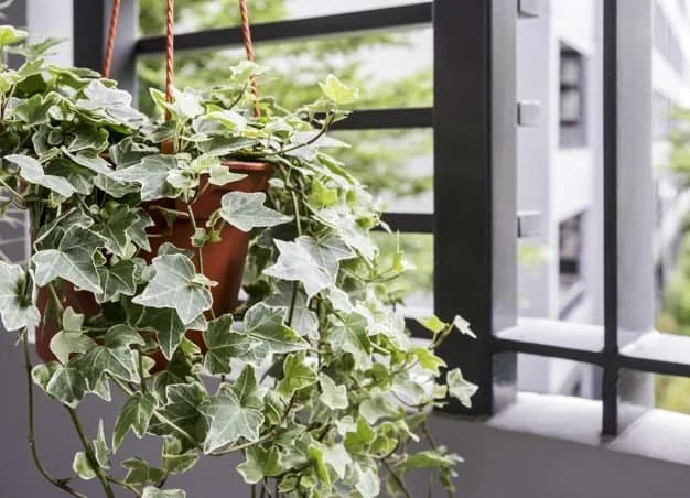 Top 7 Indoor Plants That Will Turn Your Living Space Into A Sanctuary 