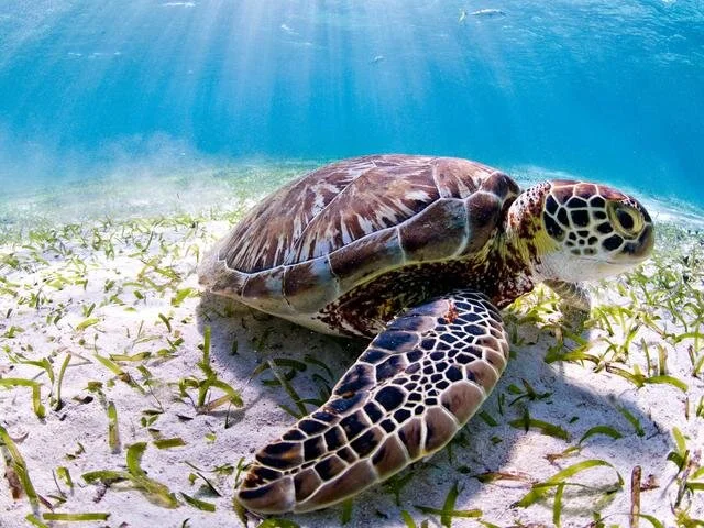 The Significance of Marine Turtles