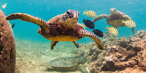 reptile_green-sea-turtles-hawaii_shutterstock_600x300.jpg