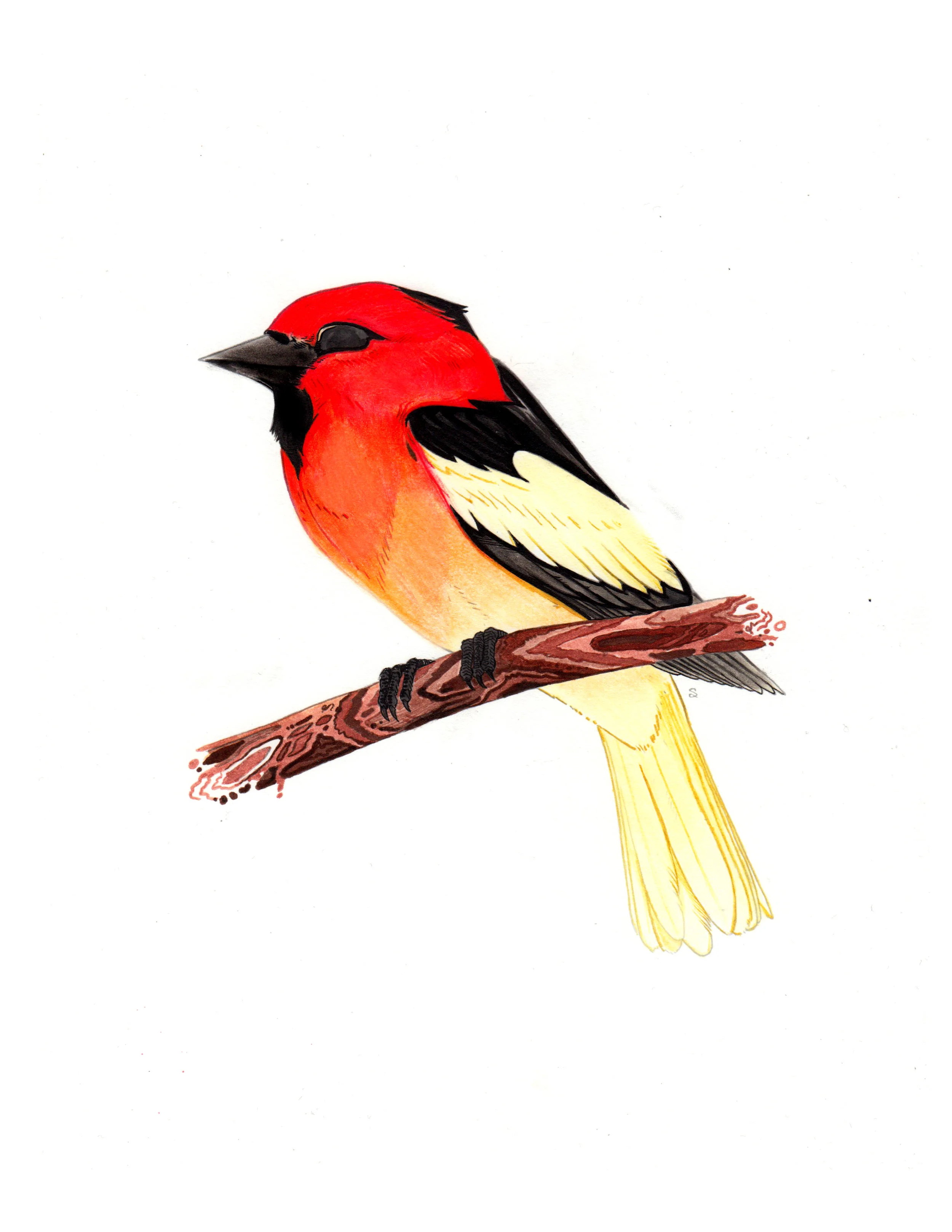 Bullock's Oriole
