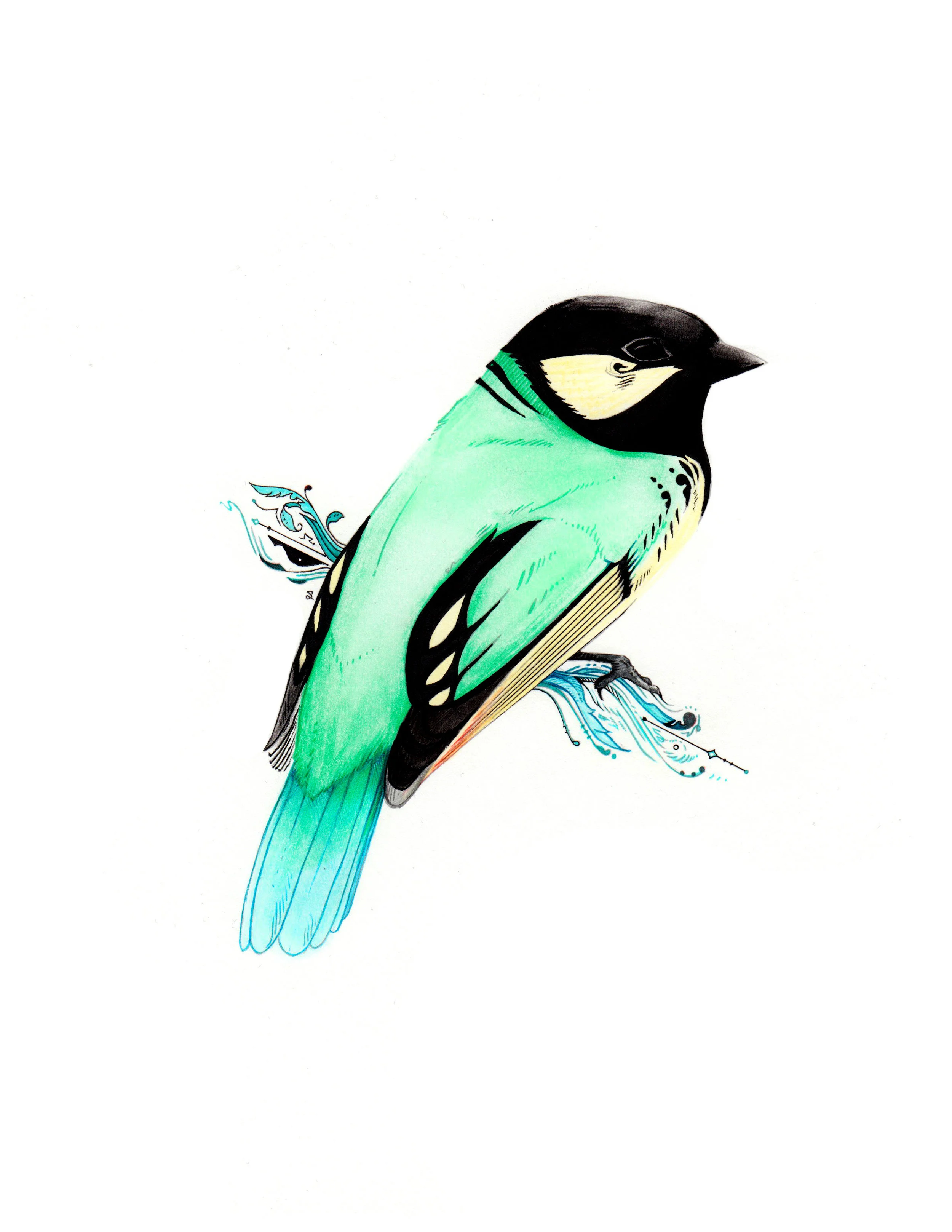 Tit Berrypecker