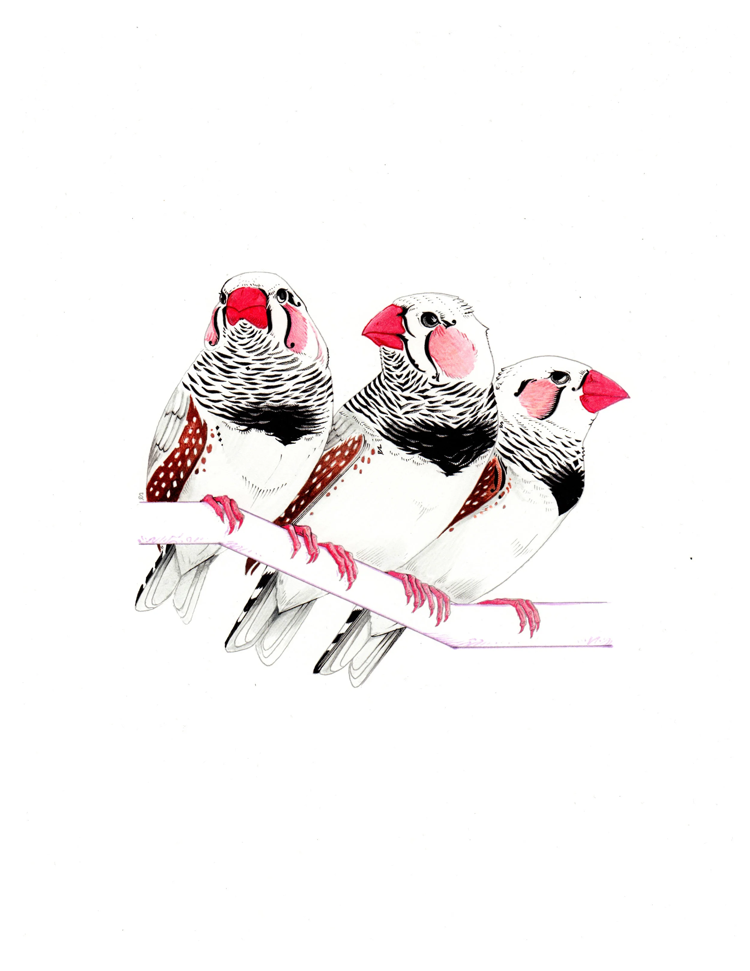 Zebra Finches