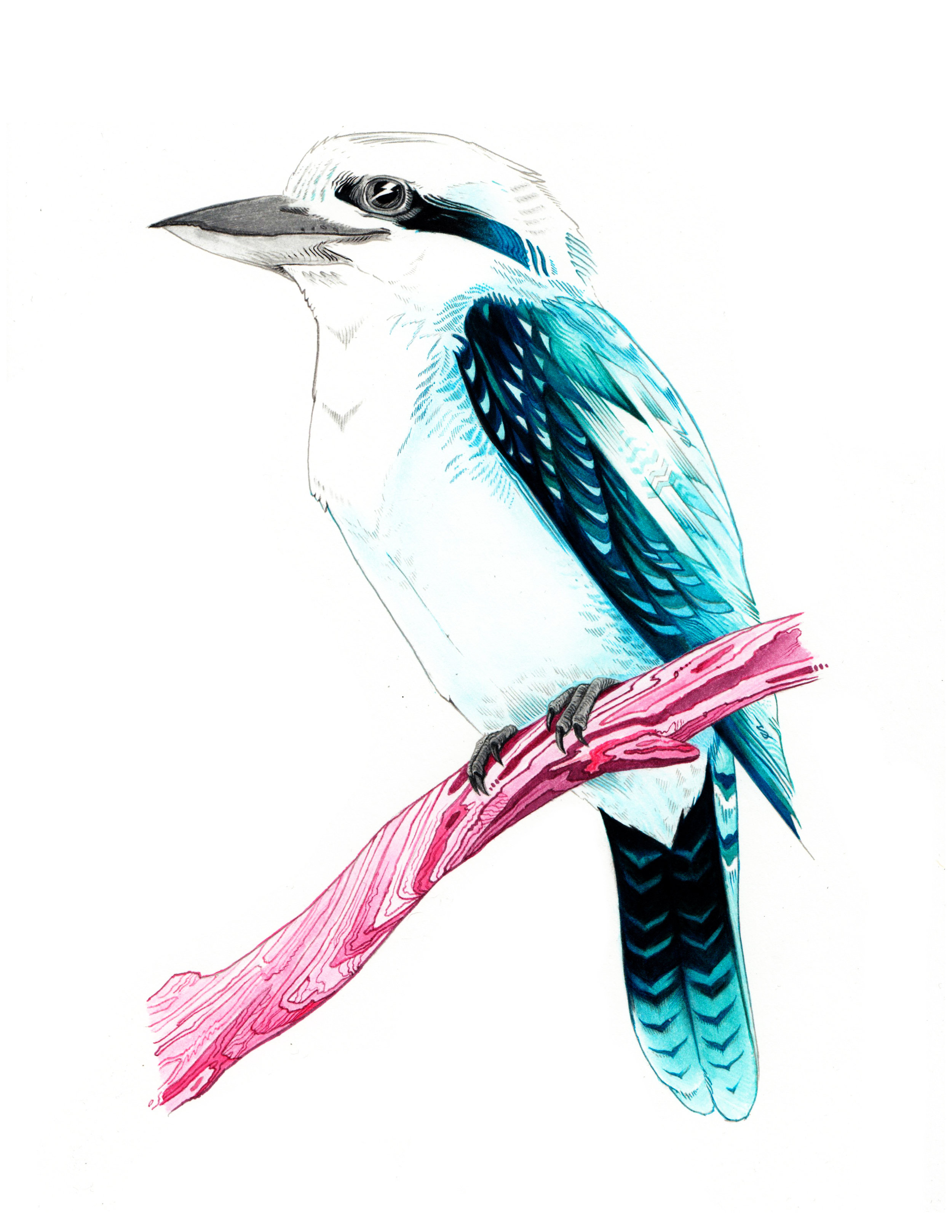 Laughing Kookaburra