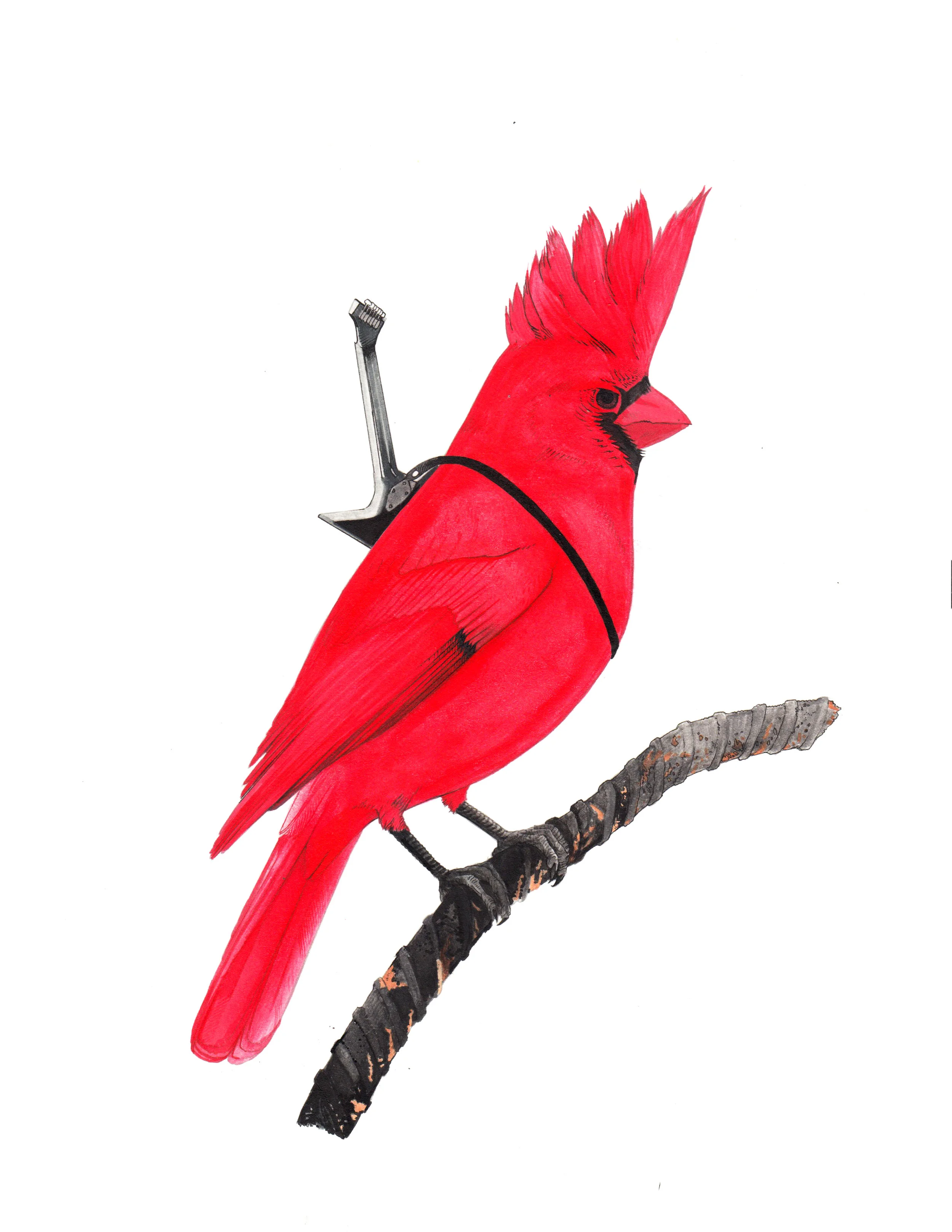 Cardinal Punk