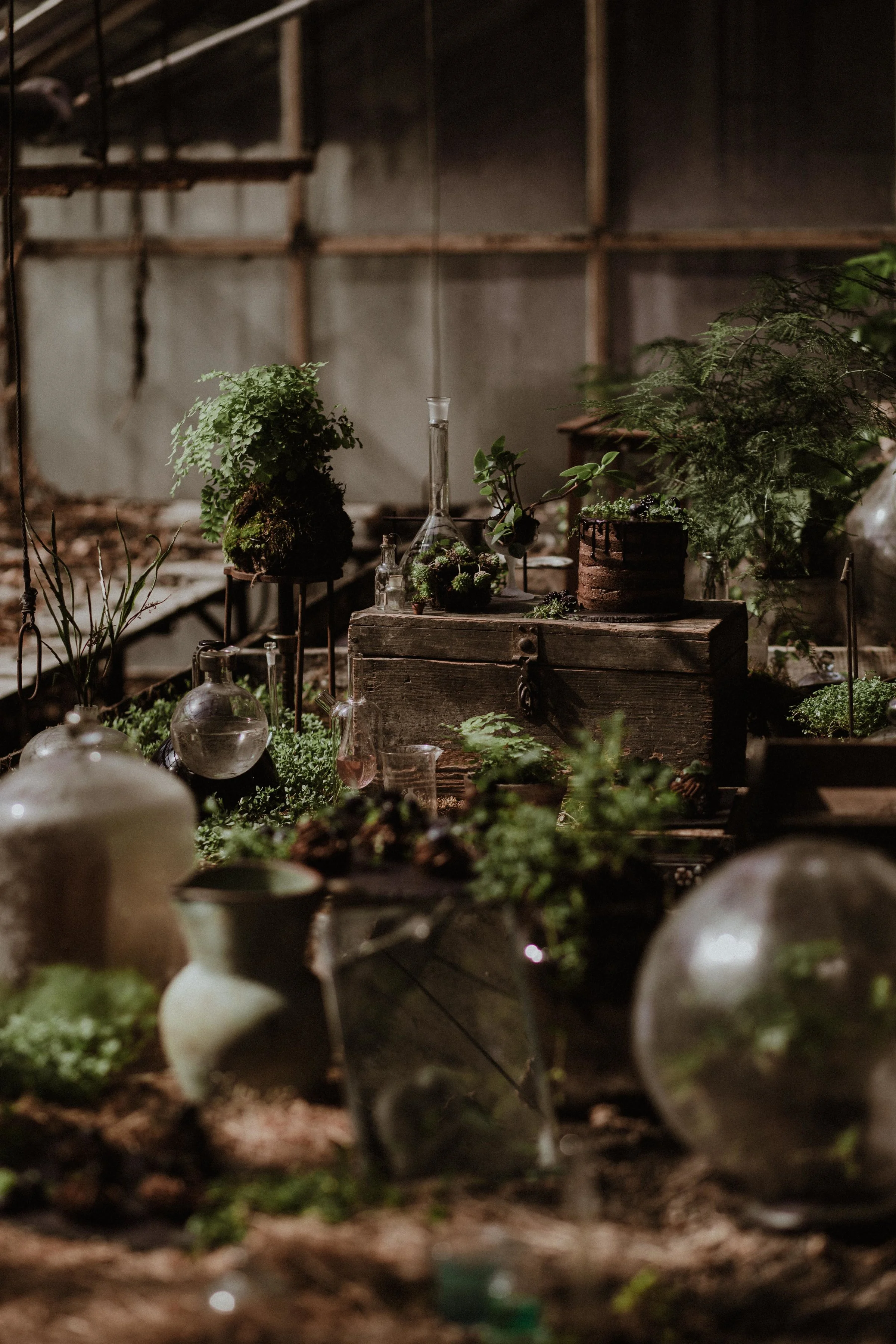 20170321_greenhouse_stsh_w_028__MG_5984.jpg