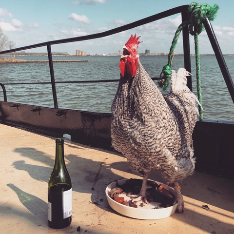 coqauvin.jpeg