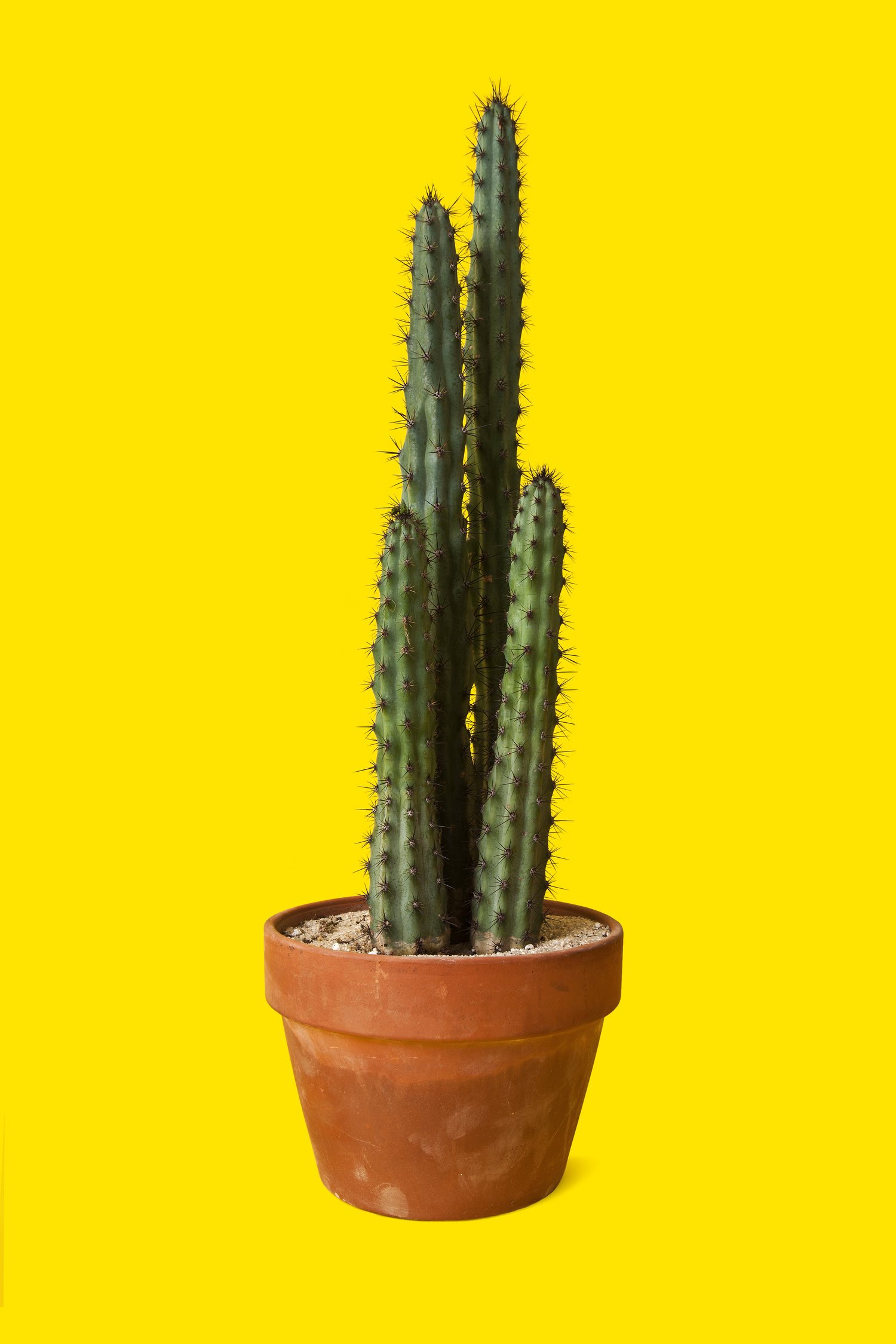 cactus-1.jpg