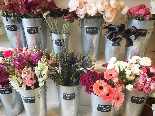well, damn! hello, #spring! you sure are #purrty! you make us wanna #dance and buy all the #flowers!! anybody else feel the same?! ๐๐๐บ๐