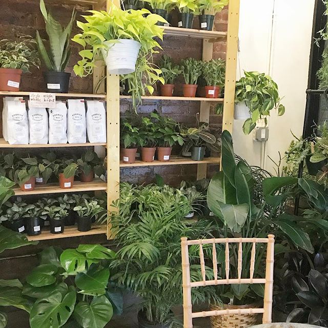 ...just our lil #oasis in the middle of #brooklyn aka the #bestofbothworlds ๐๐๐ #happytuesday, everybunny! stop in and say *hi*, weโre open til 5!
