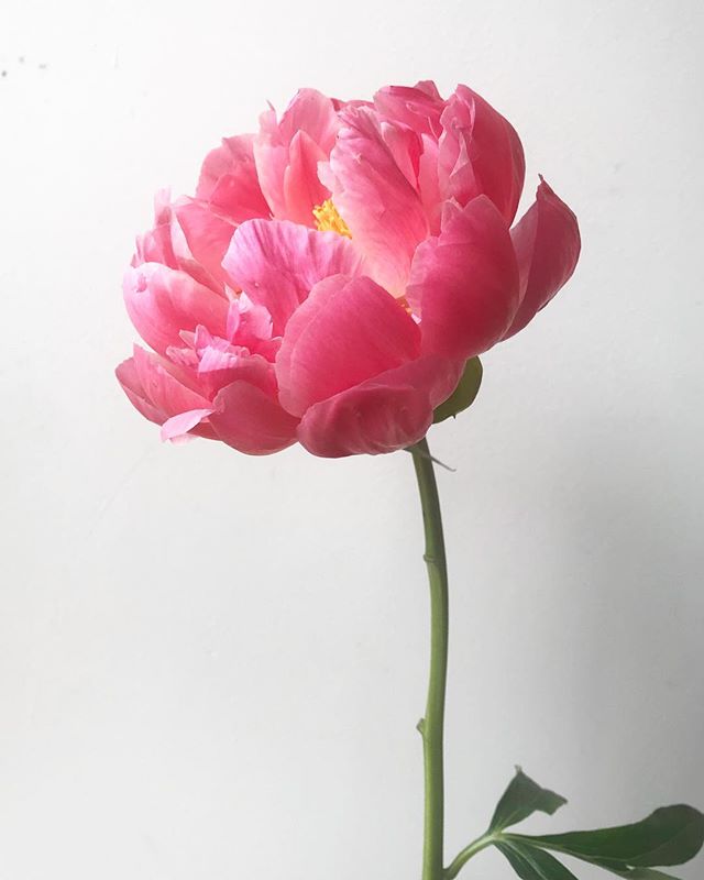 ...when youโre filling all the orders for #mothersday and have to stop and have a #photoshoot with this iNsANe #peony ๐ weโll be stocked, so stop in and say *hi* this weekend!