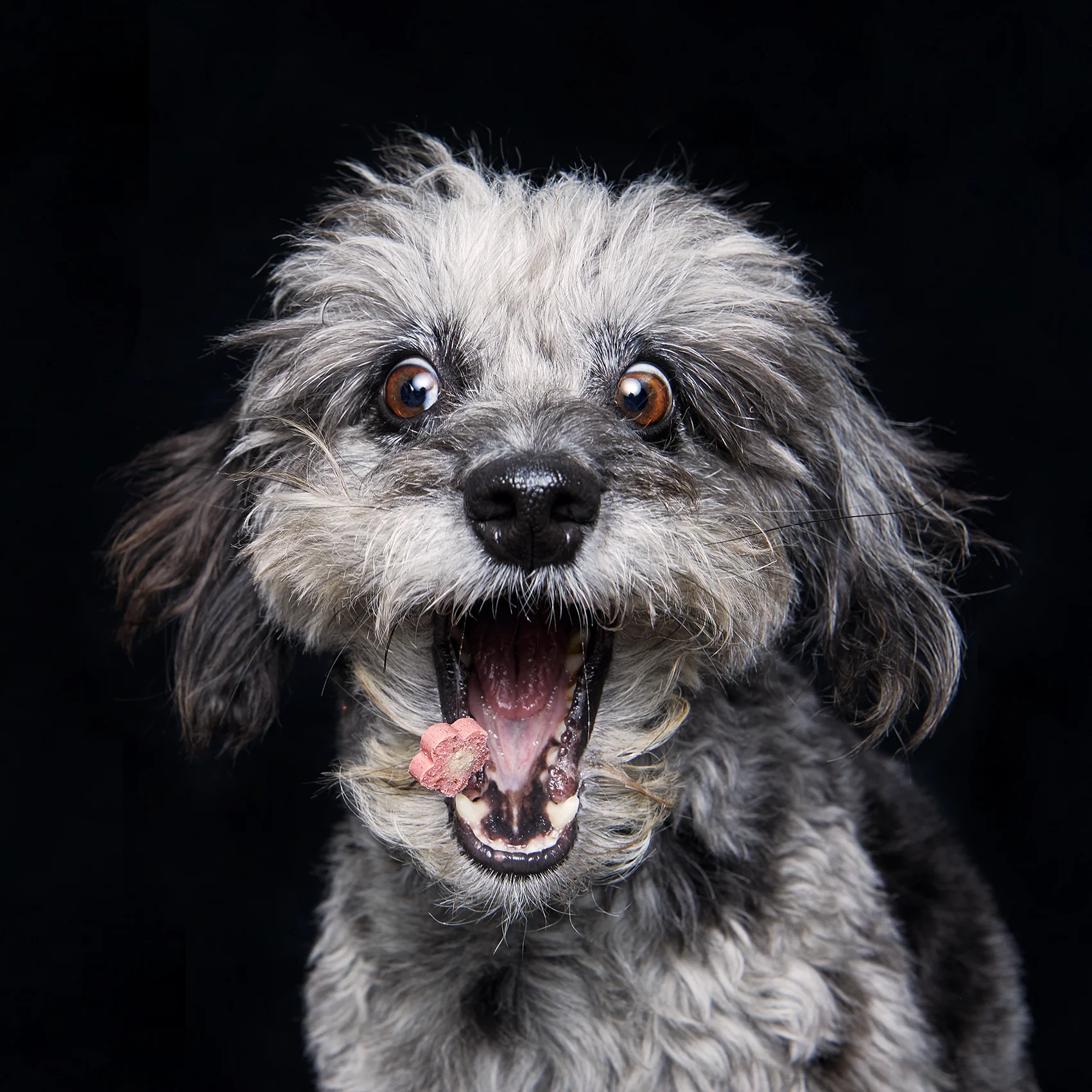 dogtreats3619.jpg