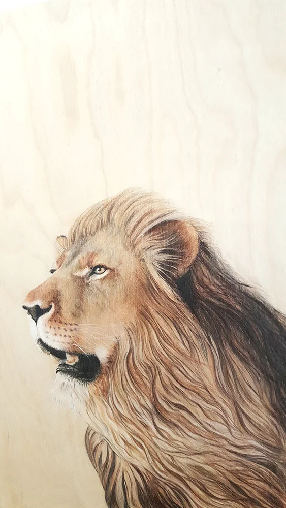 Asiatic Lion by Jacqueline Byrne