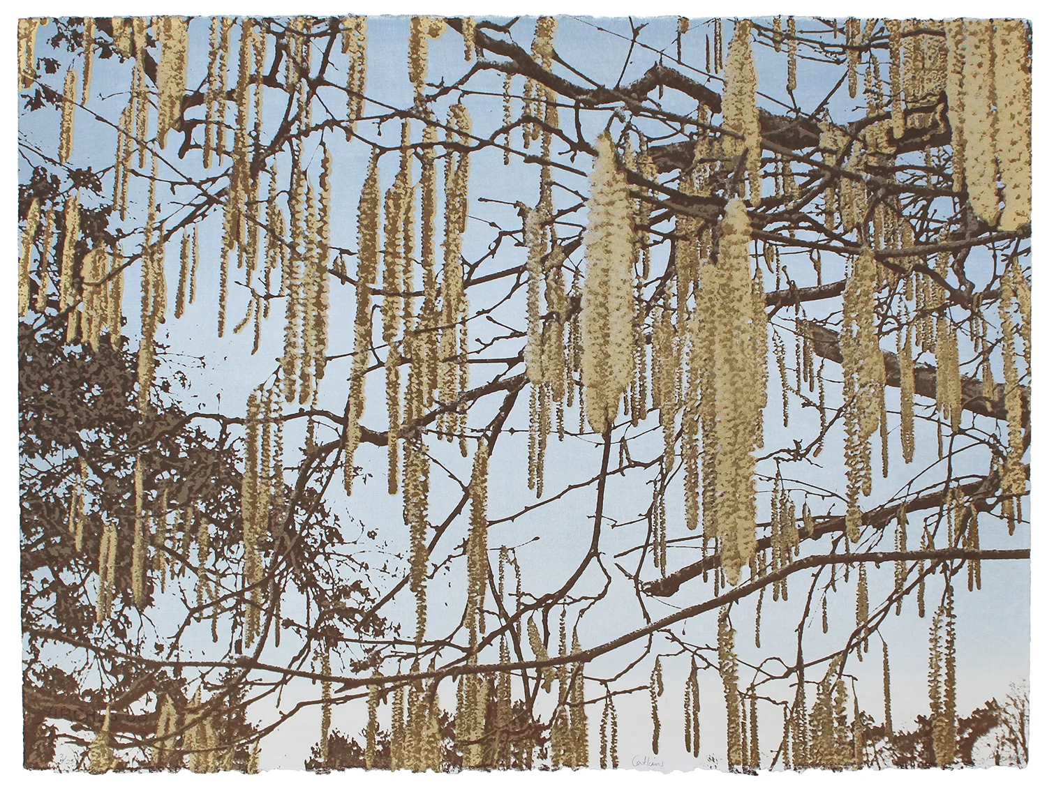 Catkins by Anna Harley