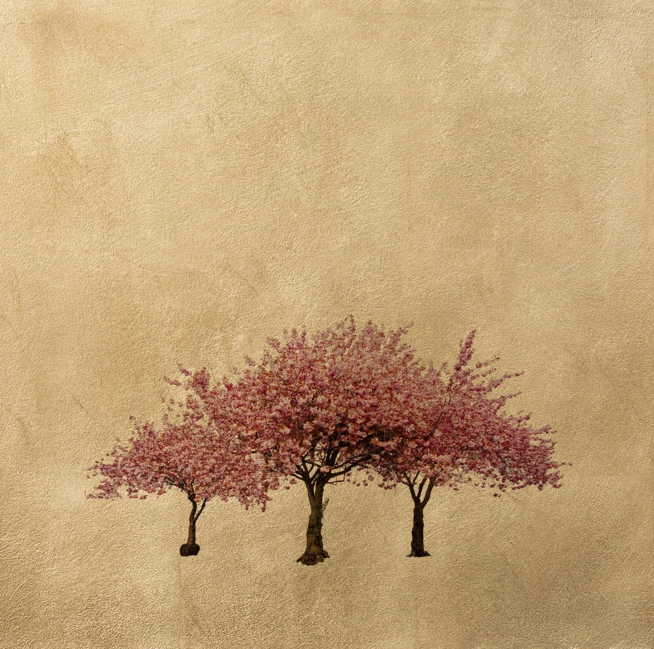 Prunus Serrulata.jpg