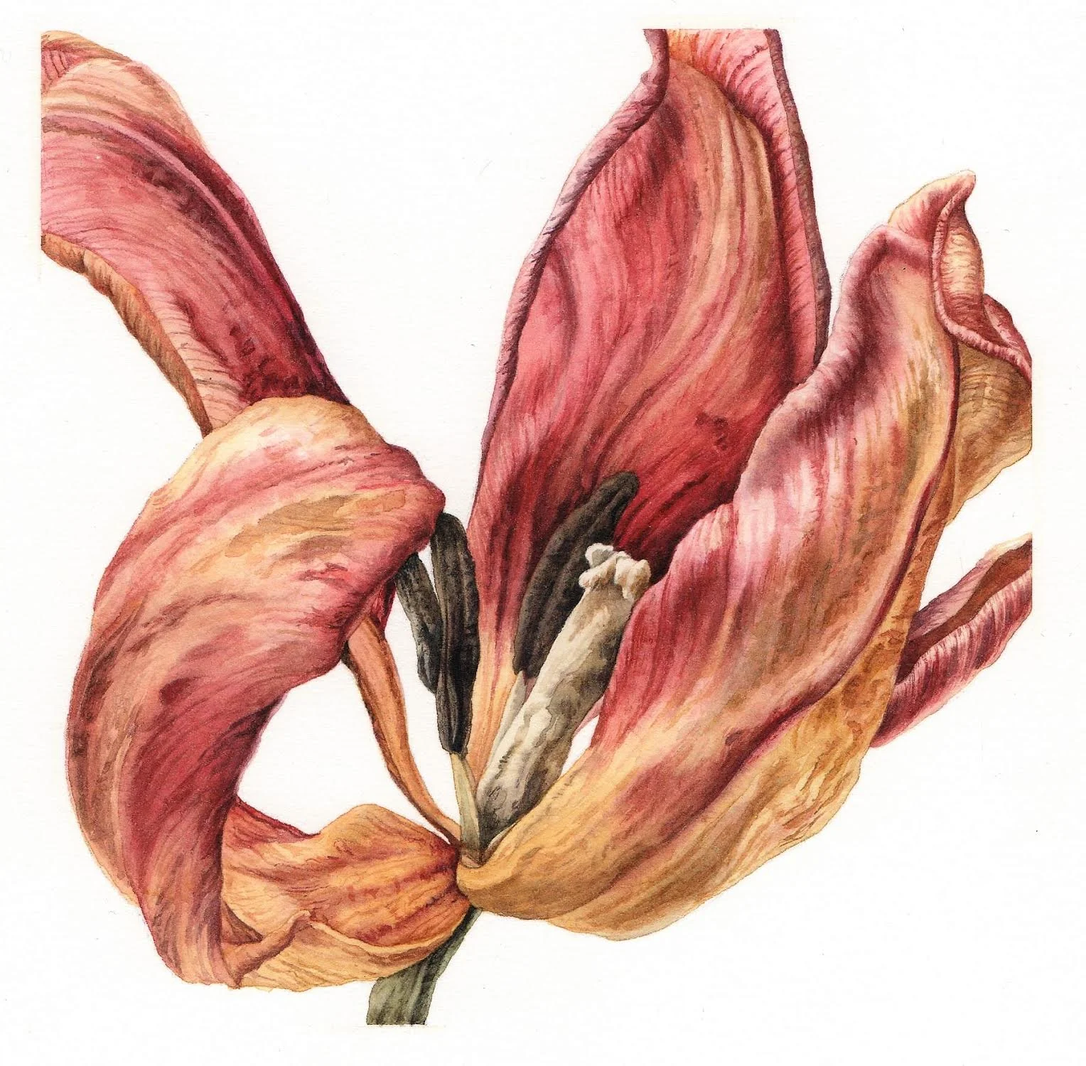 “Desiccated Tulip”. Watercolour by Julia Trickey