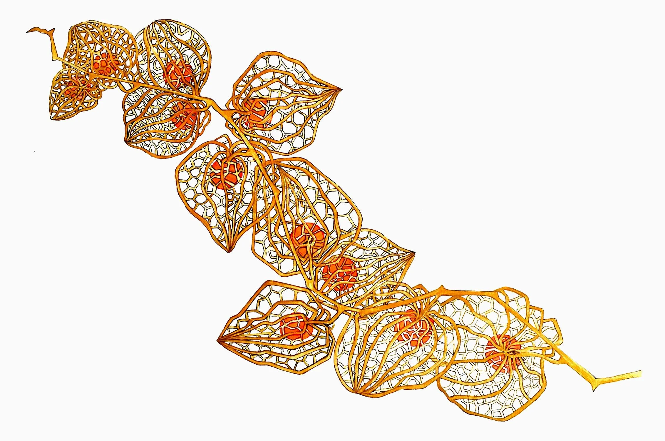 “Chinese Lanterns”. Drawing by Christine Lawes