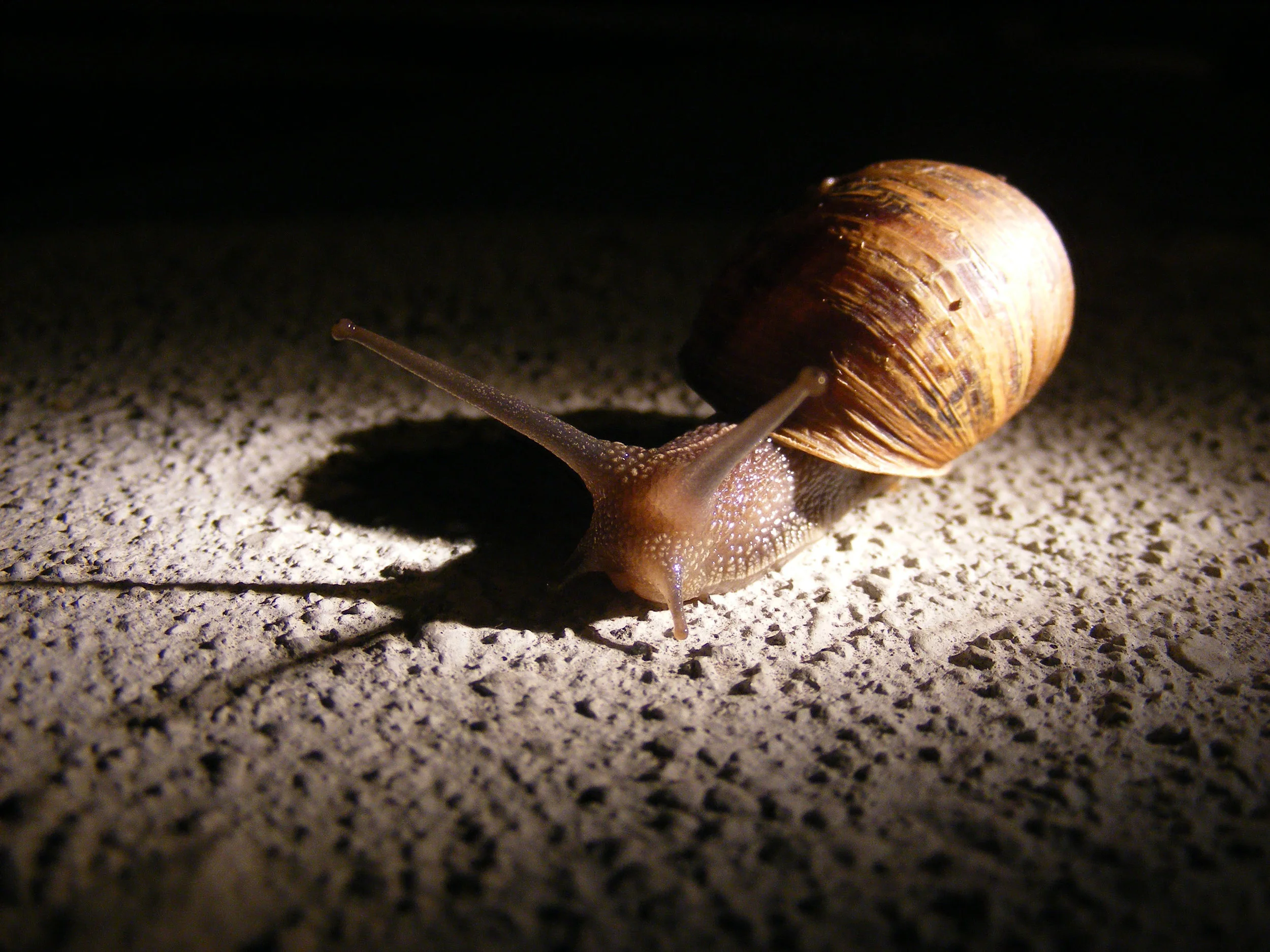 snail.JPG