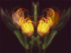 Tulip-Dream.png