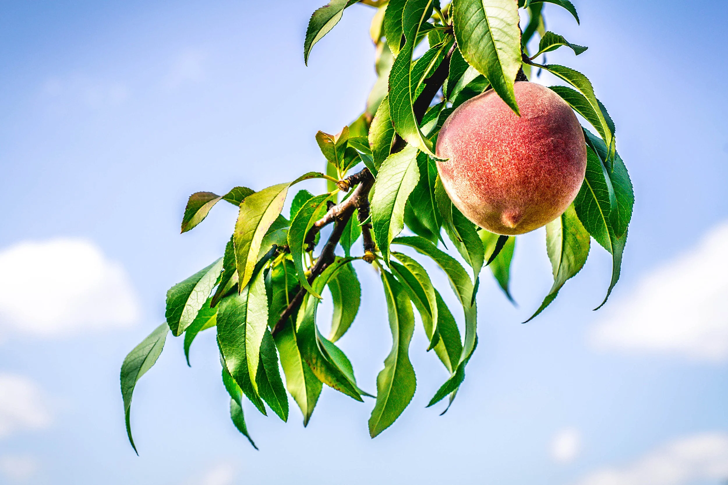 Peach Branchretouched.jpg