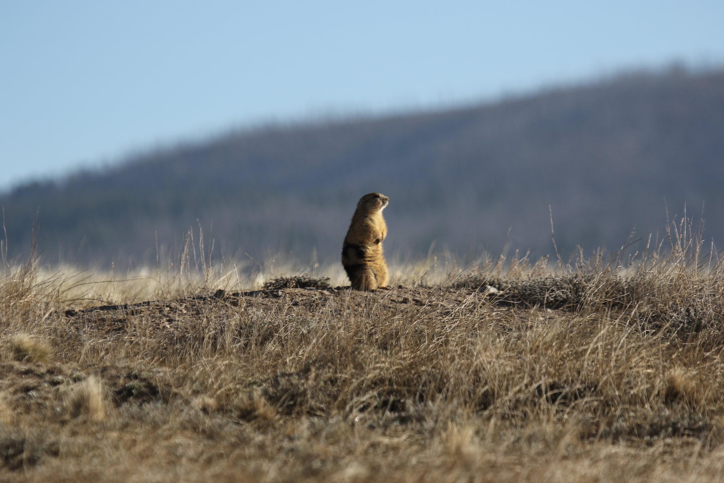   The first prairie dogs to emerge in the spring are typically adult males. Here male 45 surveys his surroundings.      ©MRR 2017   
