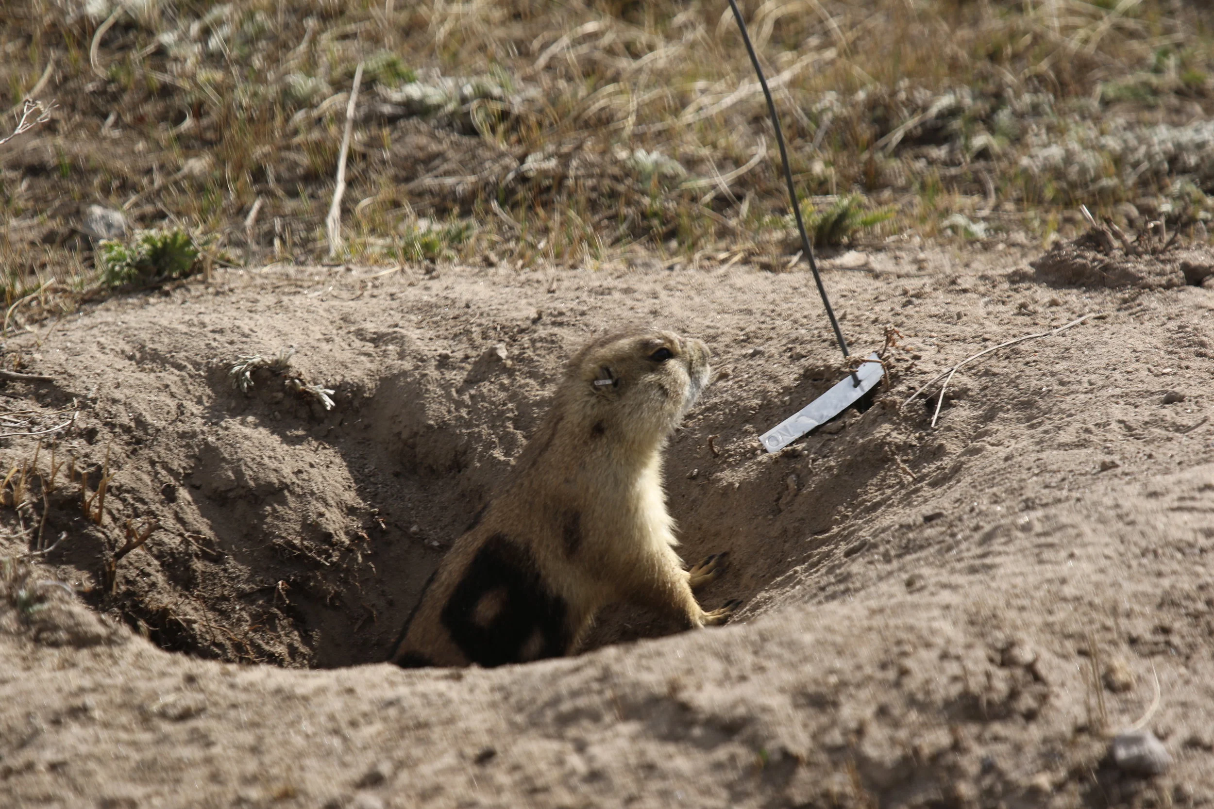   18 looks on from his burrow, wary of larger males such as 45, who will spend the spring establishing his territory. Adult males are marked with numbers 0-49.     © MRR 2017  