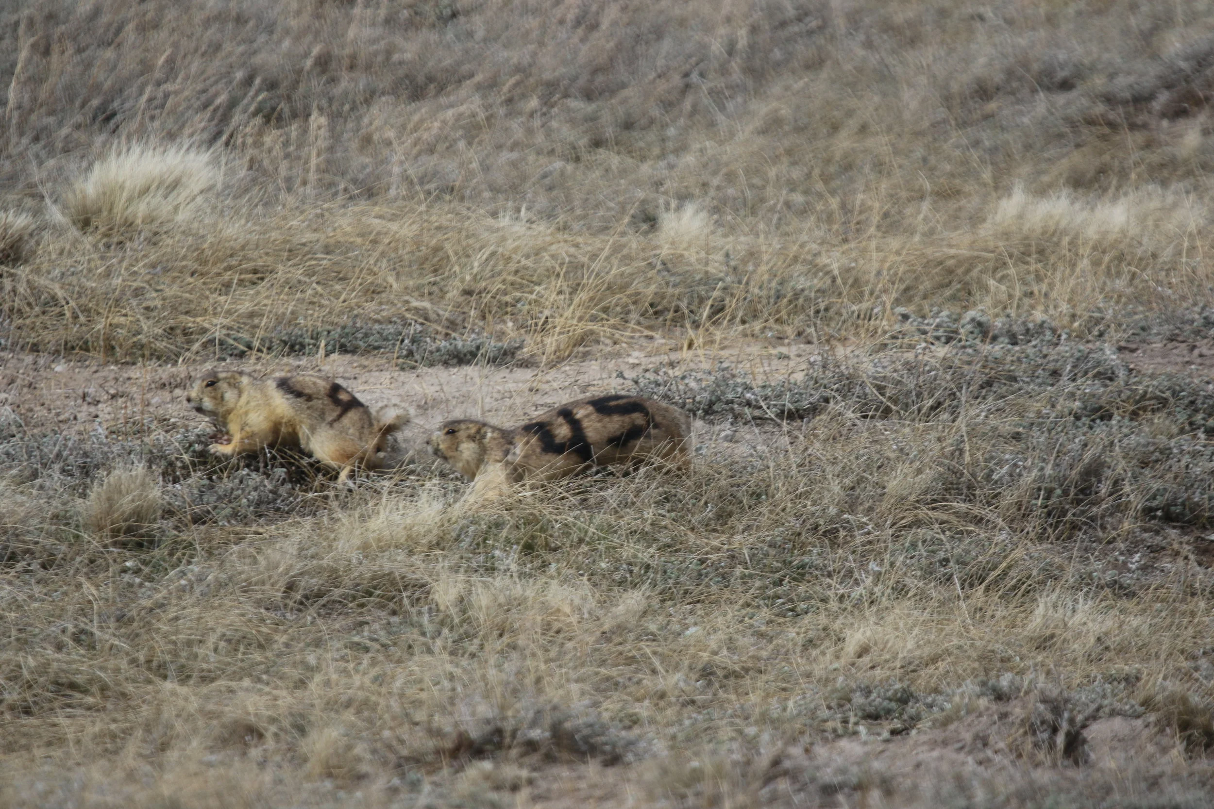   A territorial dispute often involves a chase.  ©MRR 2017   